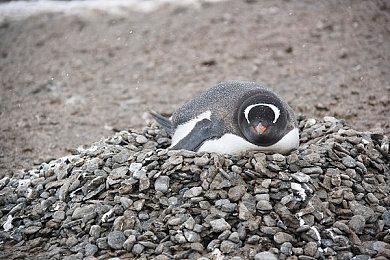 《Do No Harm》Steam上线 古老医法模拟